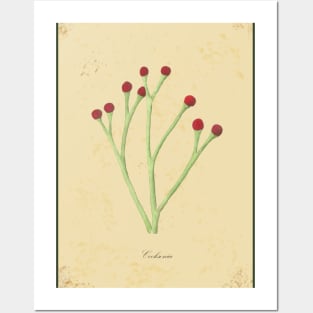 Cooksonia, botanical watercolor painting Posters and Art